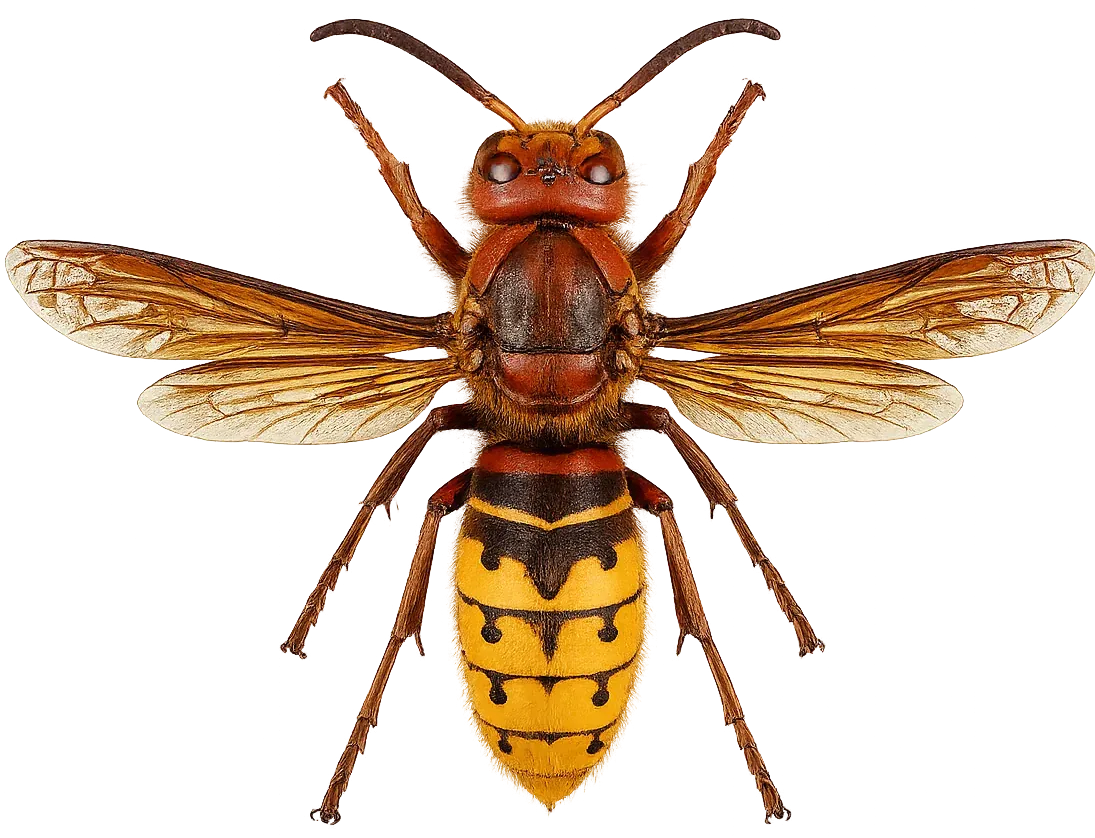 Frelon européen vue dorsale (Vespa crabro)