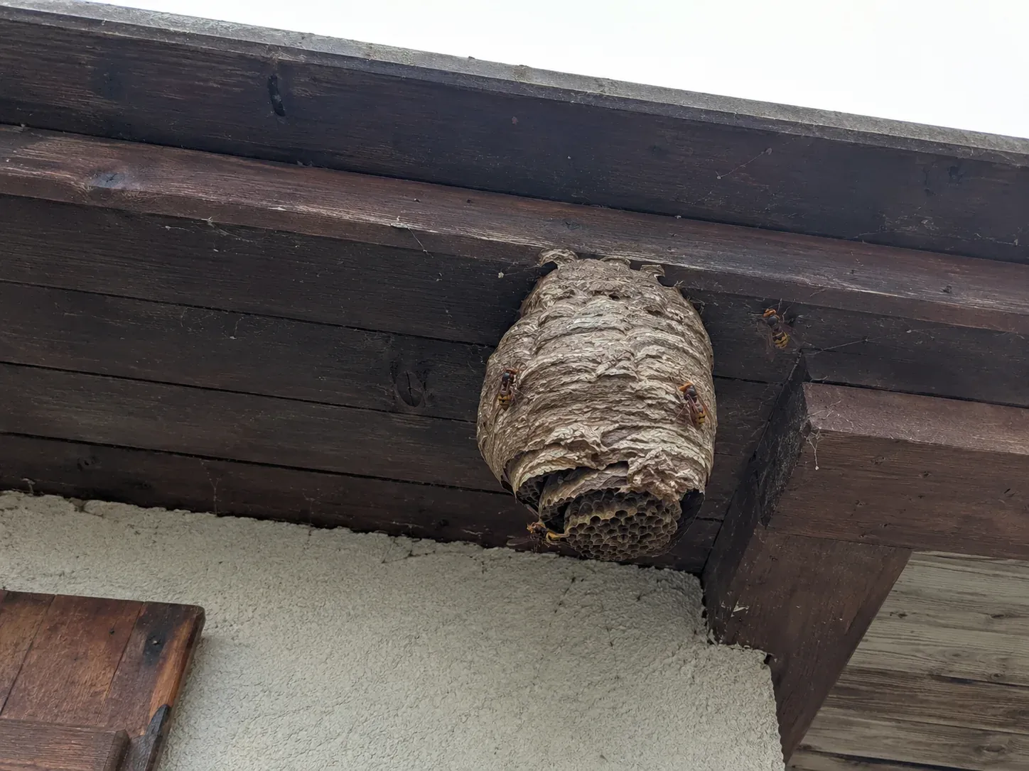 Nid de frelon européen sous une toiture
